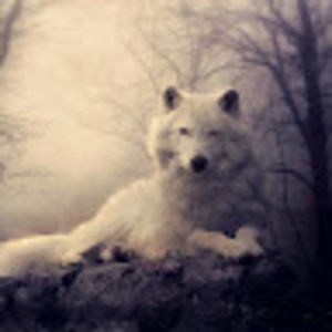 Meet your Posher, Carmen